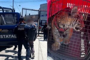 rescate de tigre bebe