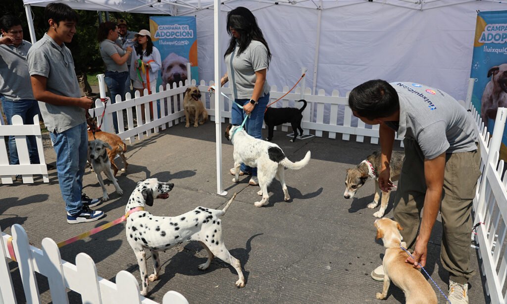 Alcanza Huixquican más de 430 adopciones de perros