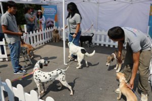 Alcanza Huixquican más de 430 adopciones de perros