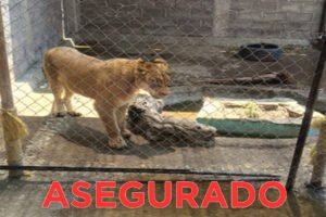 Leona de ocho meses es rescatada en Chalco