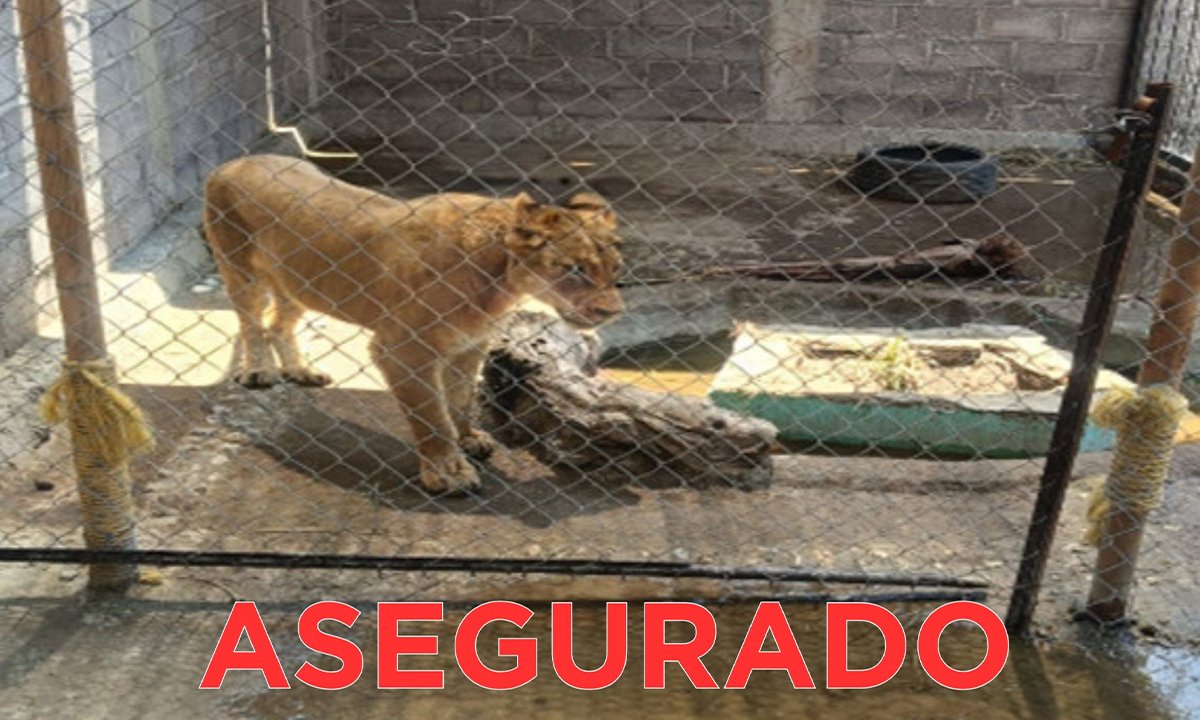 Leona de ocho meses es rescatada en Chalco