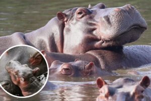 Ordenan sacrificio de más de 80 hipopótamos en Colombia