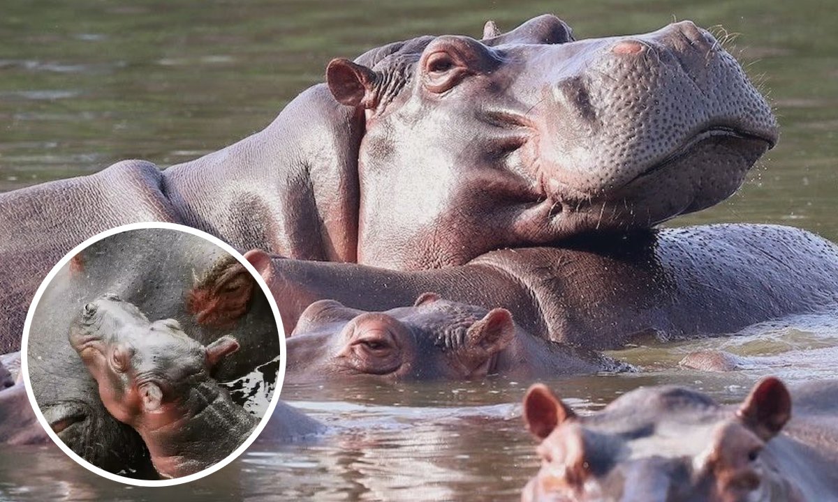 Ordenan sacrificio de más de 80 hipopótamos en Colombia