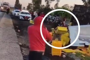 VIDEO - Tráiler con pollos es saqueado en minutos sobre la Toluca-Atlacomulco