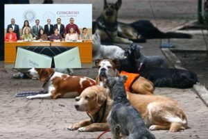 legislando por los animales