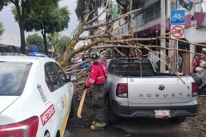 cae arbol en Toluca