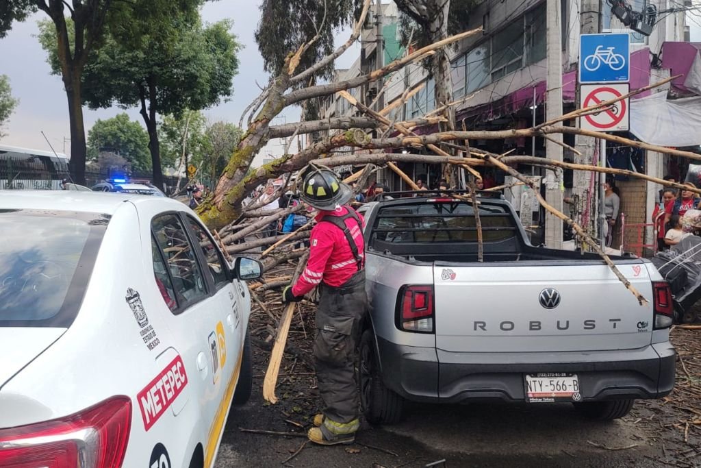 cae arbol en Toluca