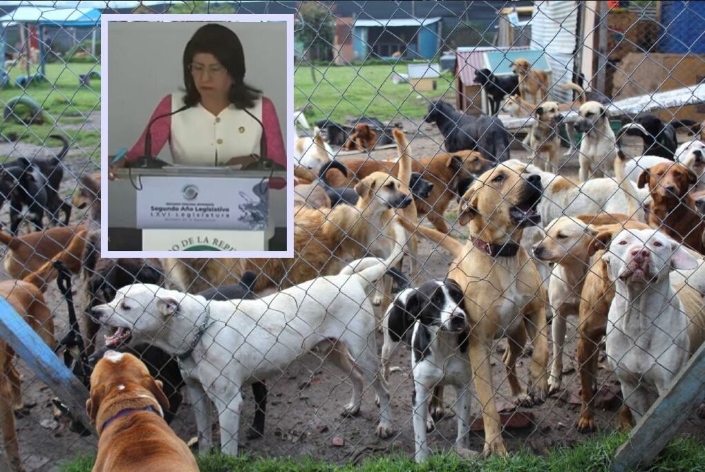 sacrificio masivo de animales