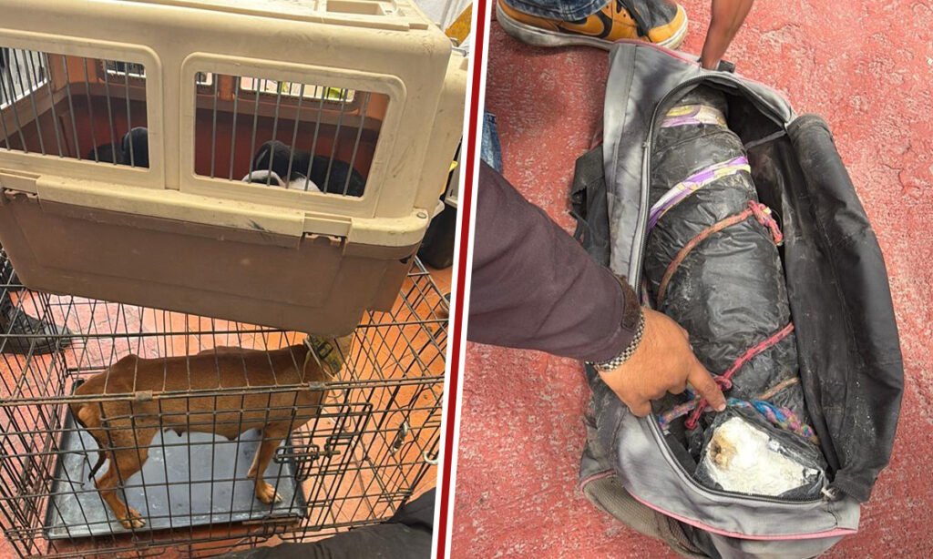 Cateo en veterinaria de Ecatepec revela cadáveres de animales en maletas