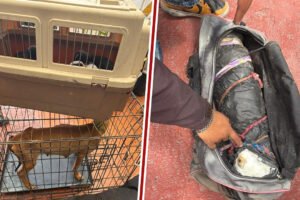 Cateo en veterinaria de Ecatepec revela cadáveres de animales en maletas