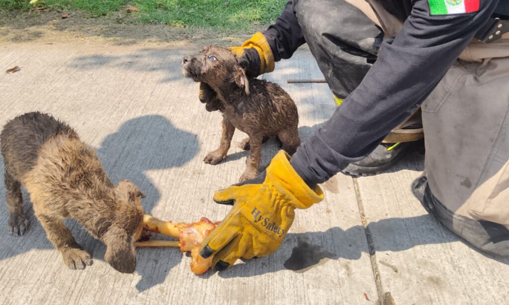 Dos perritos atrapados: Fueron sacados de una coladera en Ecatepec