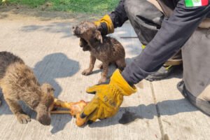 Dos perritos atrapados: Fueron sacados de una coladera en Ecatepec