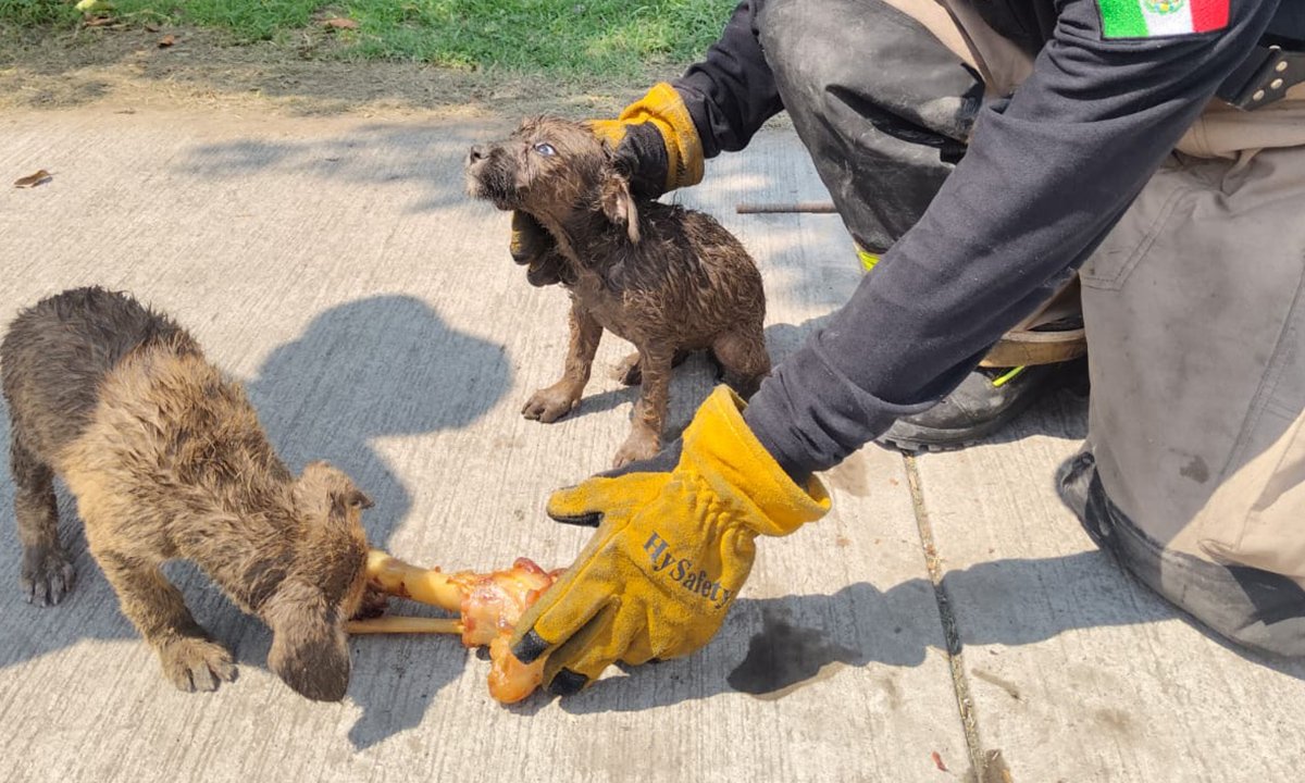Dos perritos atrapados: Fueron sacados de una coladera en Ecatepec