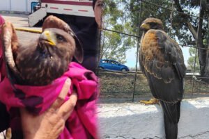 Rescate de águila lesionada en Jardines de los Báez, Ecatepec