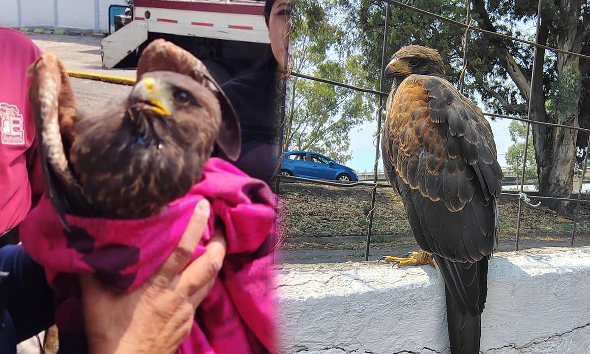 Rescate de águila lesionada en Jardines de los Báez, Ecatepec