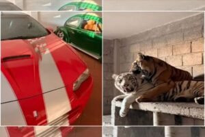 narcorancho en Edomex