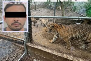 encontraron 7 tigres