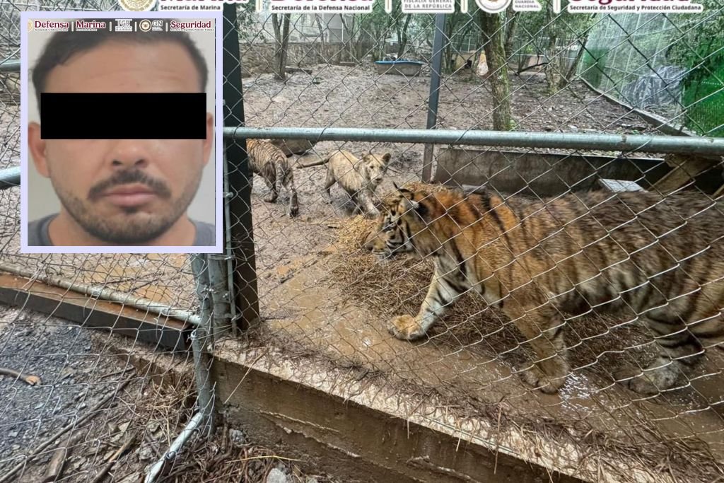 encontraron 7 tigres