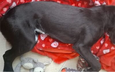 muere perrita en jornada de esterilización