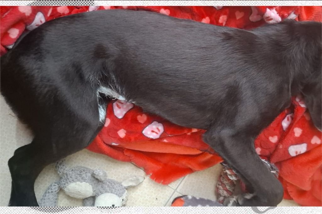 muere perrita en jornada de esterilización