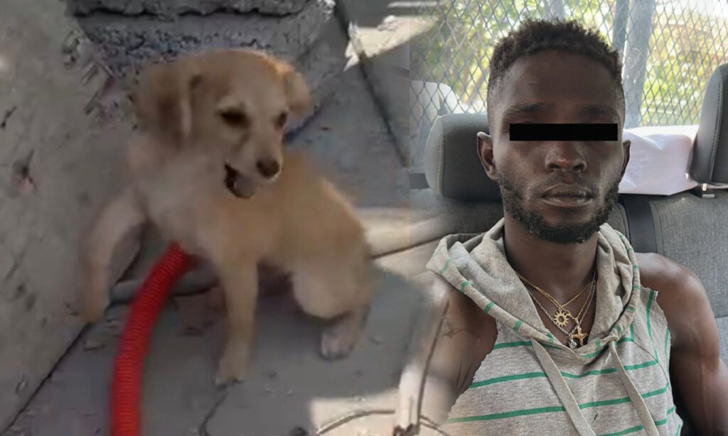 Arresto en Ecatepec por agresión a cachorro
