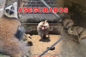 Operativo sorpresa: Hallan pumas, tigre blanco y león en Chalco