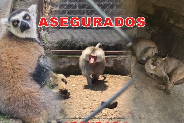 Operativo sorpresa: Hallan pumas, tigre blanco y león en Chalco