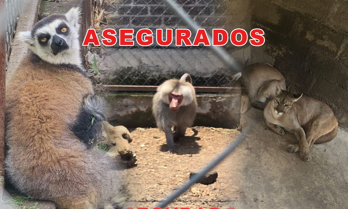 Operativo sorpresa: Hallan pumas, tigre blanco y león en Chalco