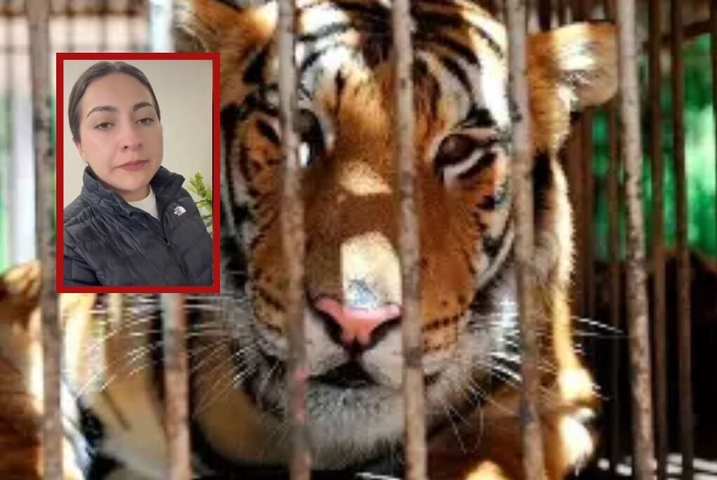 escapa tigre
