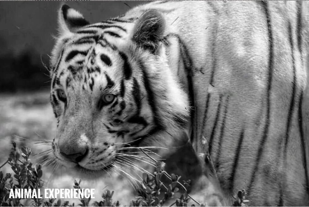 kenzo en tigre