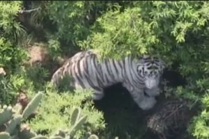 tigre de bengala