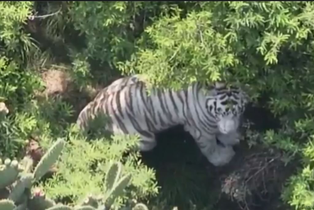 tigre de bengala