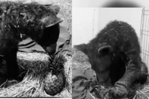 osa rescatada de Zoológico