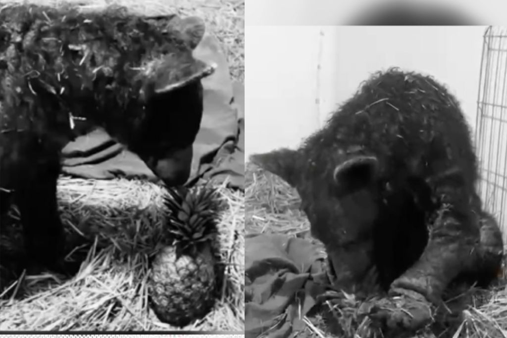osa rescatada de Zoológico