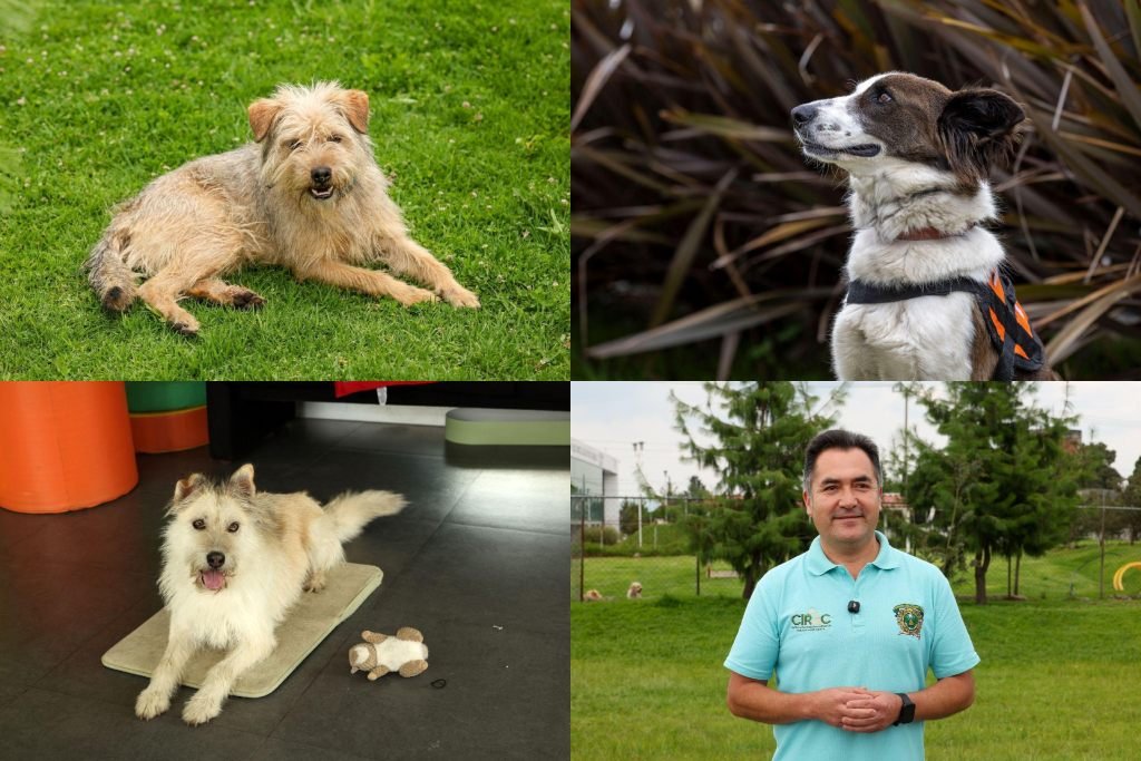 DIA DEL PERRO