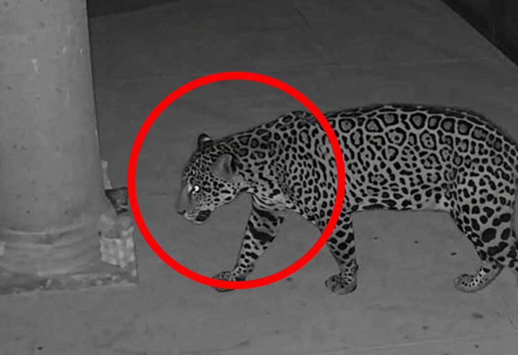 Jaguar avistado en Rancho San Diego, Ixtapan de la Sal