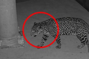Jaguar avistado en Rancho San Diego, Ixtapan de la Sal
