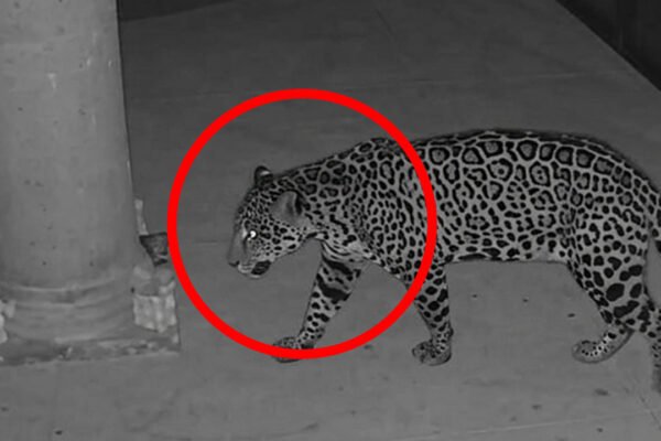 Jaguar avistado en Rancho San Diego, Ixtapan de la Sal