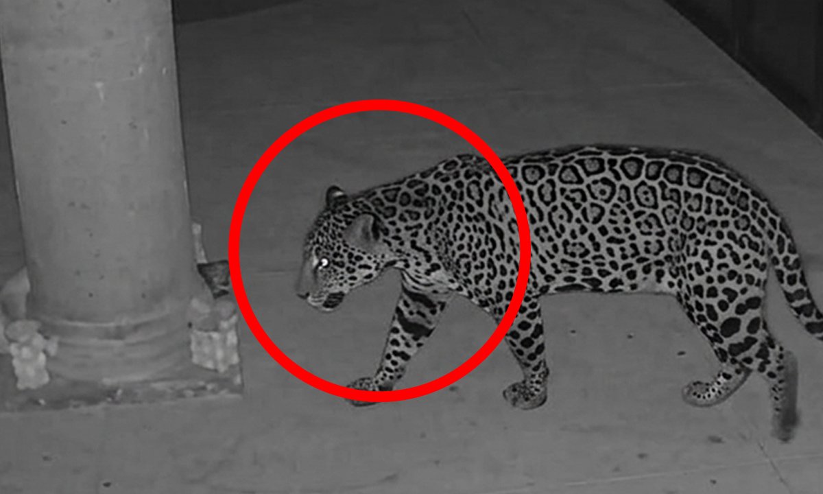 Jaguar avistado en Rancho San Diego, Ixtapan de la Sal