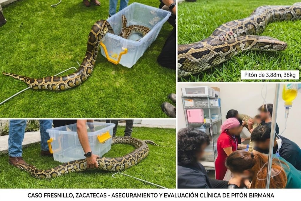 rescatan a piton