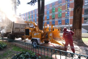 Toluca sustituirá árboles secos en Paseo Colón