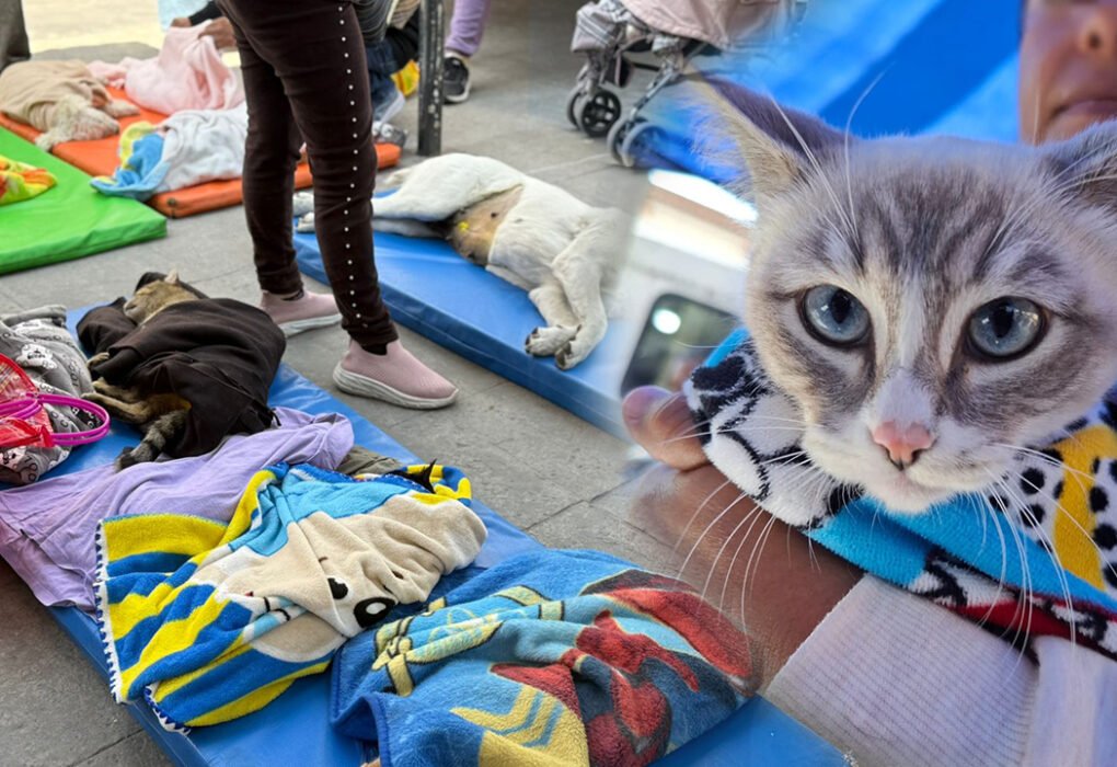 Vacaciones con causa en Toluca: Esteriliza y vacuna gratis