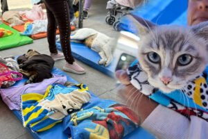 Vacaciones con causa en Toluca: Esteriliza y vacuna gratis