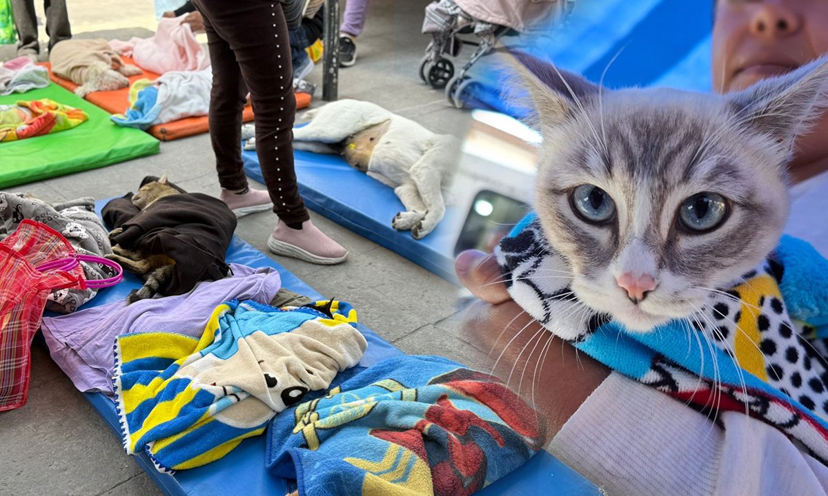 Vacaciones con causa en Toluca: Esteriliza y vacuna gratis