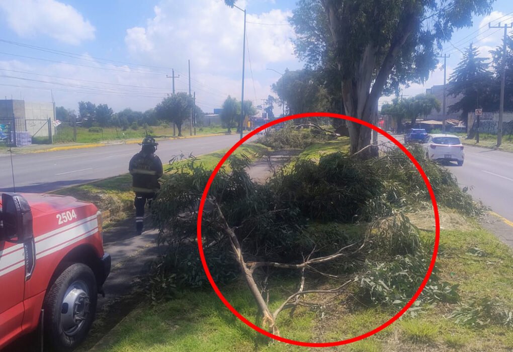 Brigadas municipales retiran árboles derrumbados por lluvias en Toluca