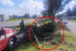 Brigadas municipales retiran árboles derrumbados por lluvias en Toluca