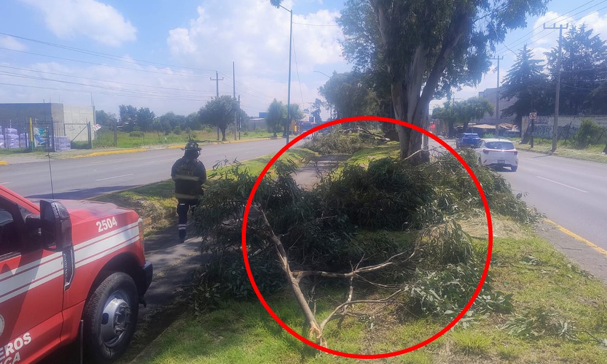 Brigadas municipales retiran árboles derrumbados por lluvias en Toluca