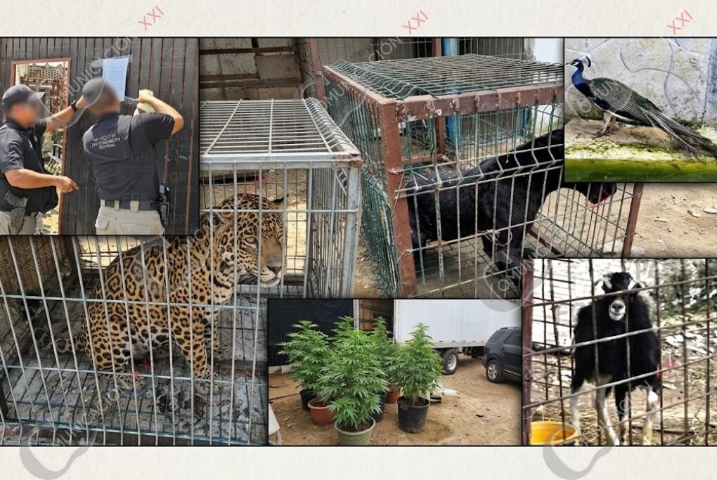 animales salvajes