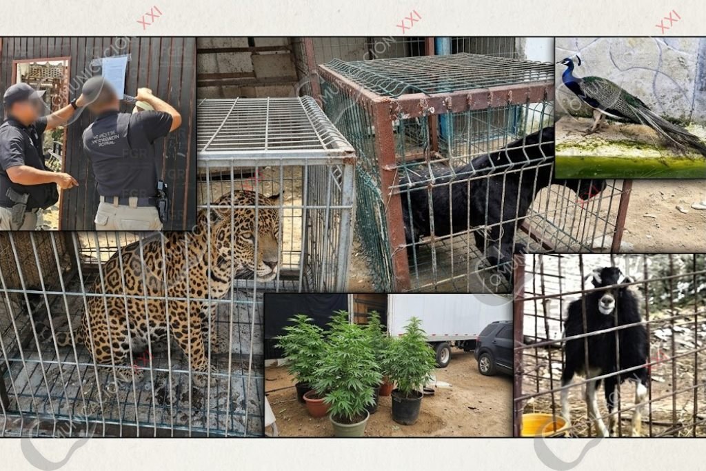 animales salvajes