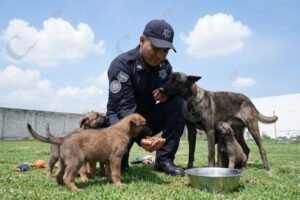 perritos rescatados